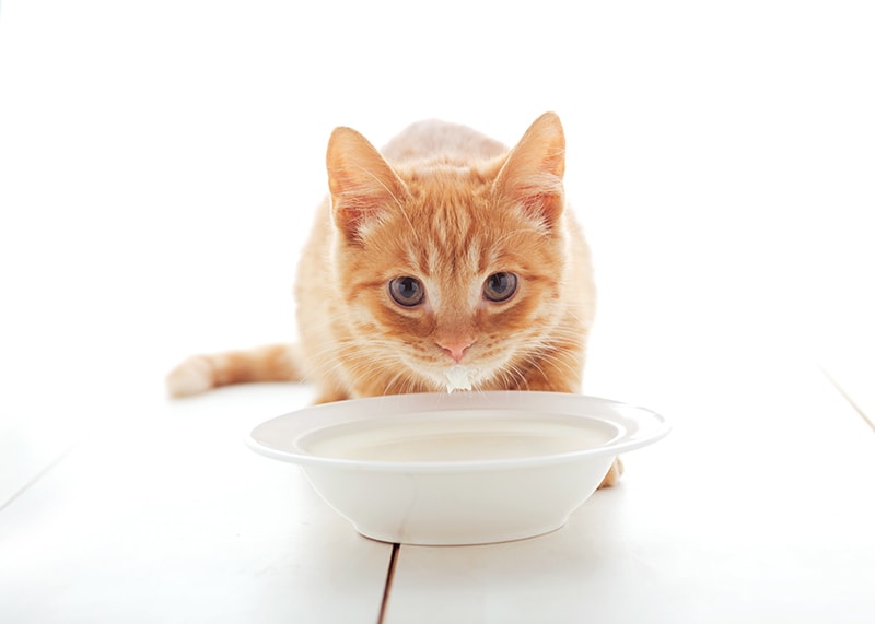 Why Do Cats Like Milk? 3 Likely Reasons