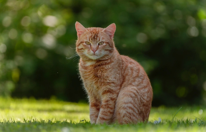 7 Cat Sitting Positions & What They Mean (Vet-Verified Info With Pictures)