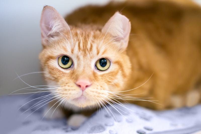 What Is Ear Tipping for Cats? Vet-Reviewed Facts & Benefits