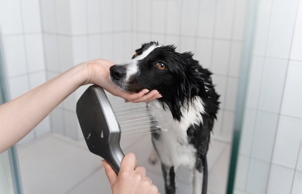 9 Best Deep Cleansing Dog Shampoos in 2026 – Reviews & Top Picks