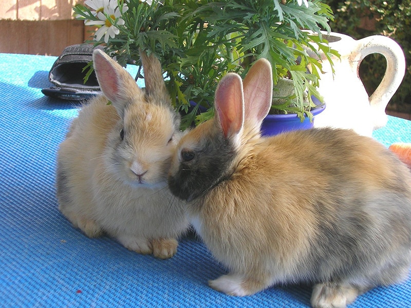 Are Pet Rabbits Nocturnal? Rabbit Behavior Explained
