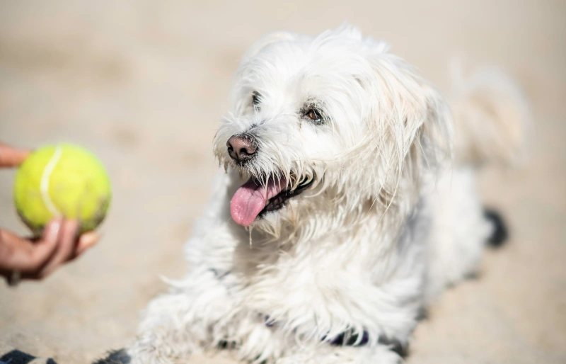 Are Maltese Aggressive? Vet Reviewed Temperament & Personality Traits