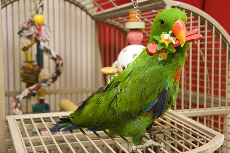 10 Best Toys for Parrots – 2026 Reviews & Top Picks