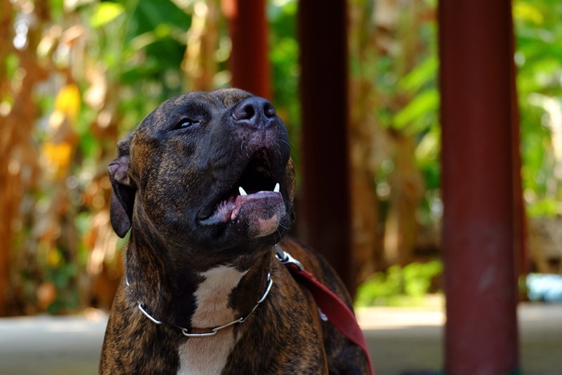 Top 10 Dog Breeds Most Likely to Bite Humans: Facts, Size & Temperament (Vet-Reviewed Info)