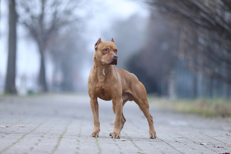 Are Pit Bulls Banned Across Canada? Ownership Restrictions & FAQ