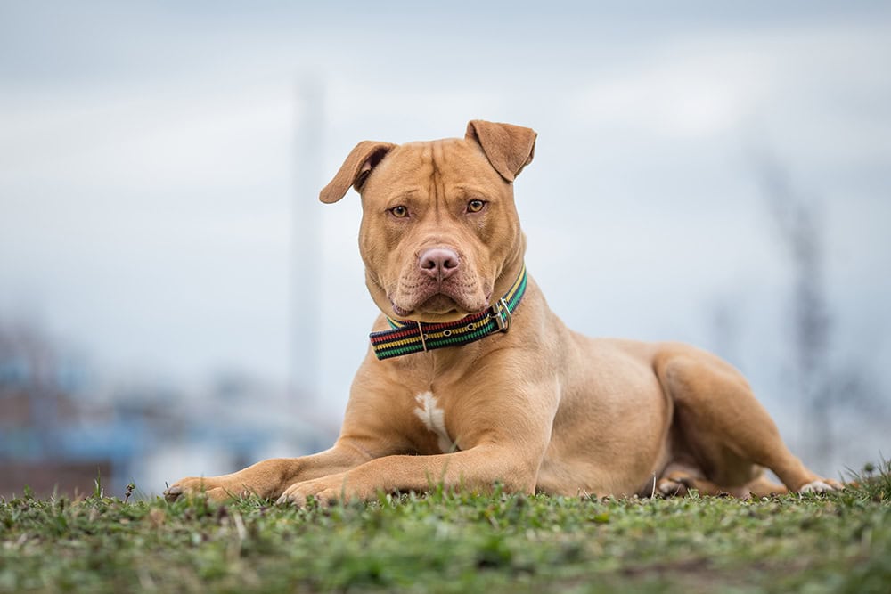 When Do Pitbulls Stop Growing? Average Breed Size & Determining Factors