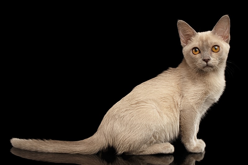 Is a Burmese Cat Hypoallergenic? Everything You Need to Know!