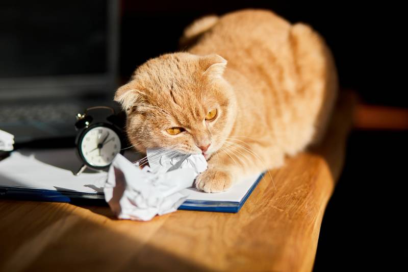 Why Do Cats Like Crinkly Things? 6 Likely Reasons