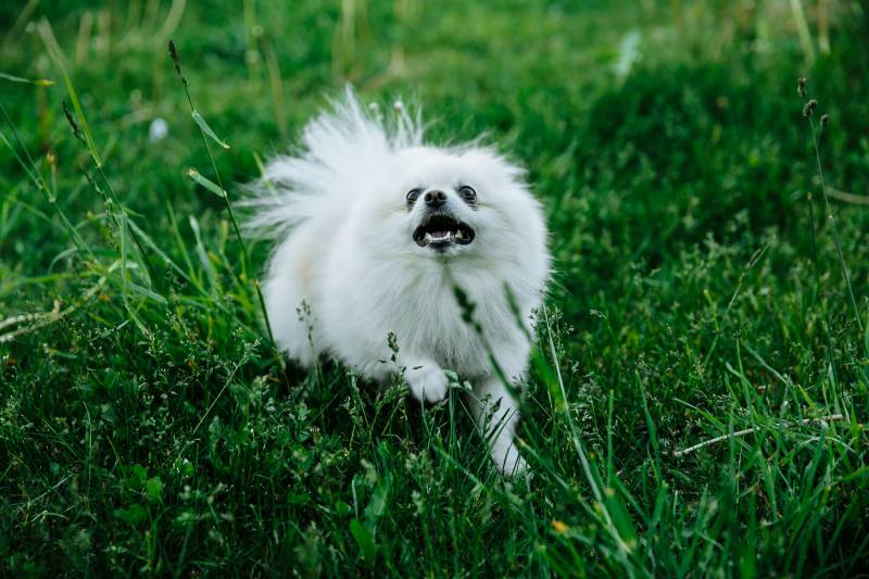 pomeranian dog barking