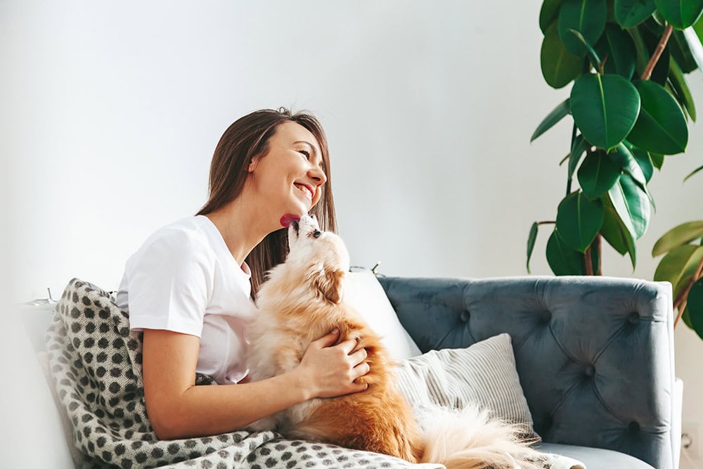 Pomeranian dog licking woman's chin