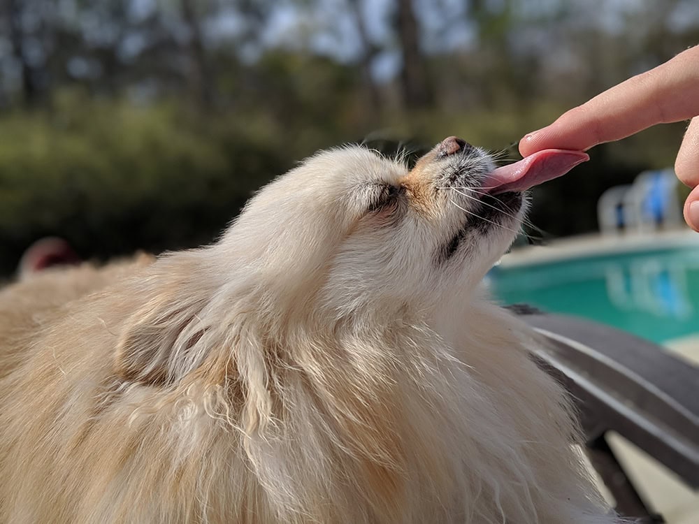 pomeranian licking person's finger