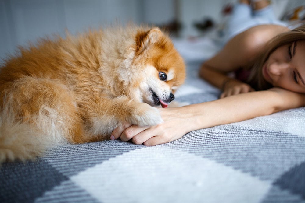 pomeranian licking woman's hand