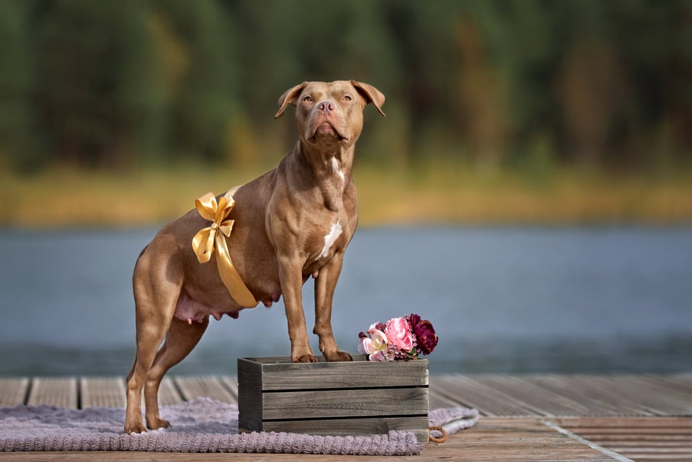 When Do Pitbulls Go into Heat? Stages & Signs to Watch For