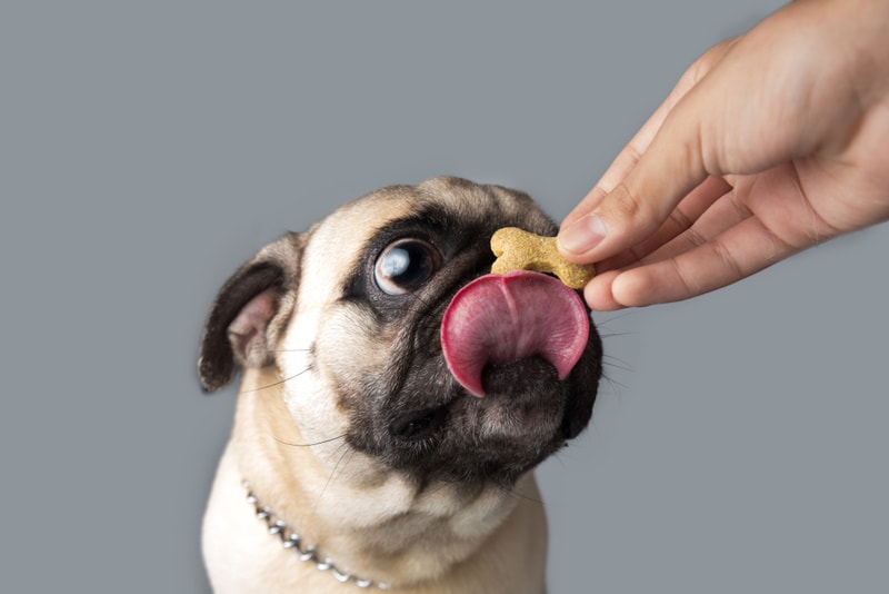 Why Does My Pug Lick Me So Much? 9 Vet-Verified Reasons