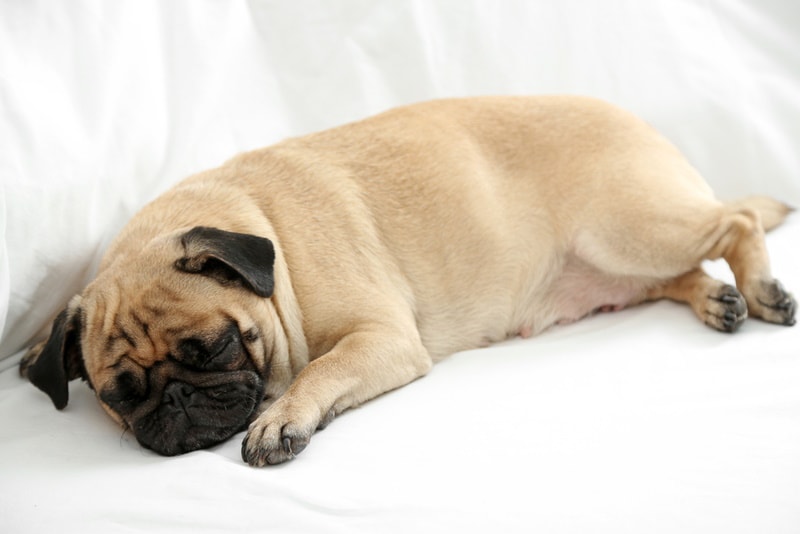 Why Does My Pug Sleep So Much? Vet-Verified Sleeping Habits Explained