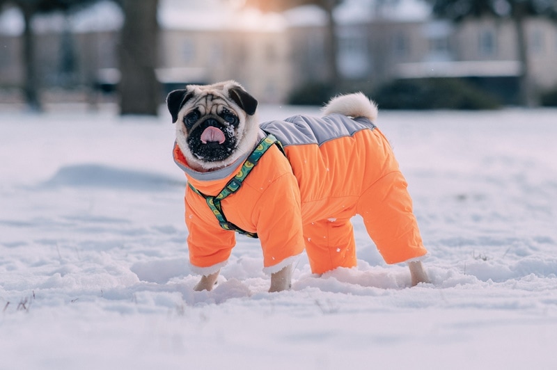 Do Pugs Get Cold? Vet-Reviewed Facts & Tips for Staying Warm