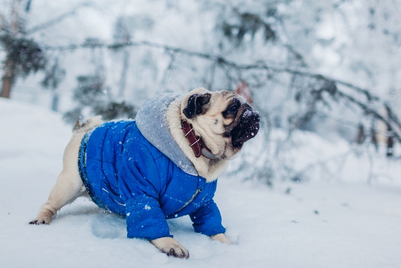 7 Best Winter Coats & Jackets for Dogs in 2026 - Reviews & Top Picks