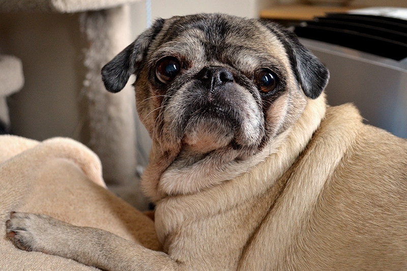 10 Pug Pros And Cons: What To Know Before You Get One