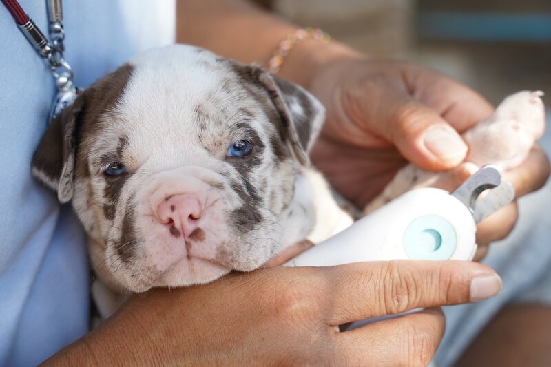 How to Trim Puppy Nails: 10 Vet-Approved Steps