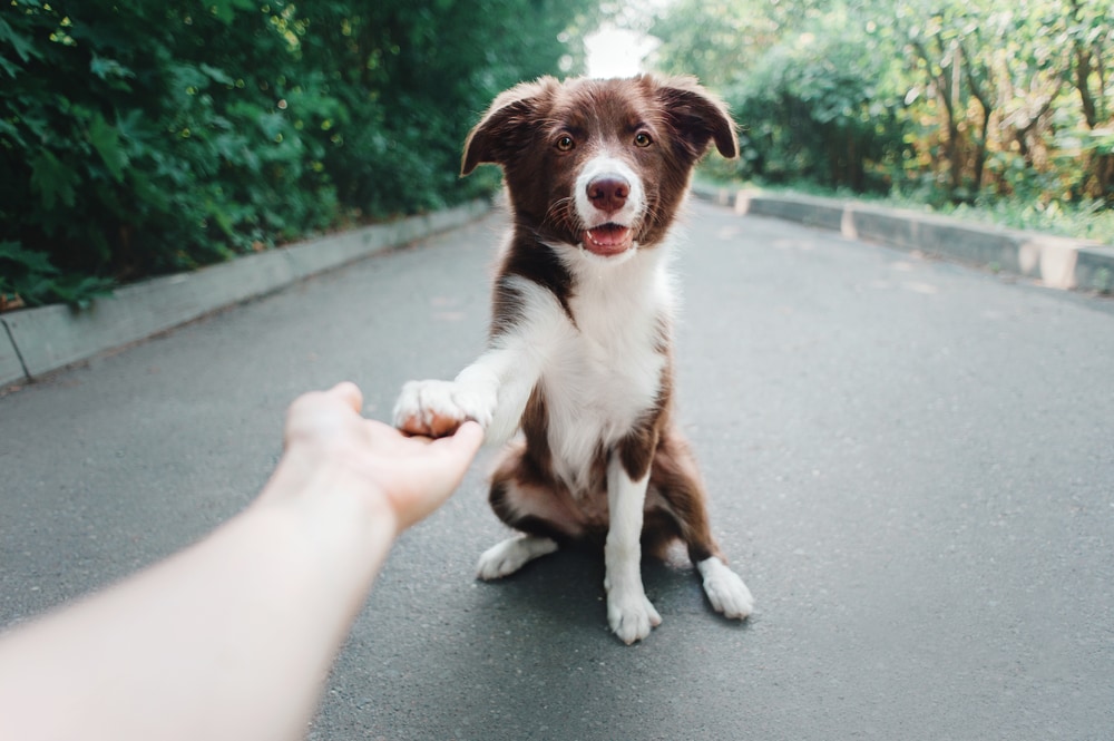 10 Smartest Dog Breeds in the World (With Info & Pictures)