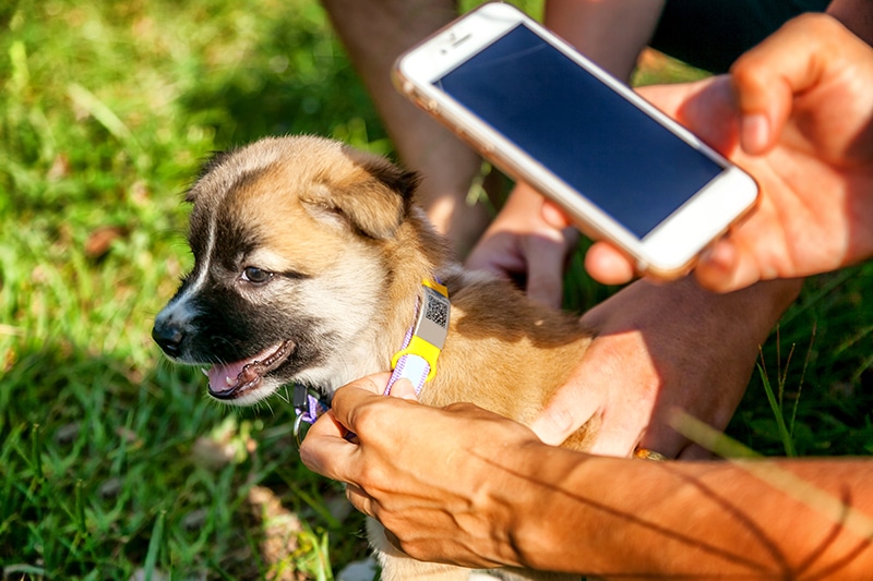National Pet ID Week 2026: When Is It & How to Celebrate