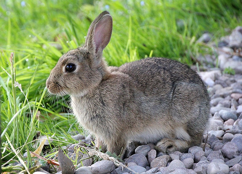 How Much Does a Rabbit Cost? 2026 Price Update