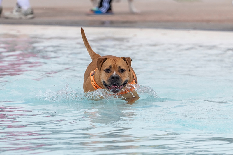 Pool Safety for Dogs: 7 Ways to Keep Your Pets Safe
