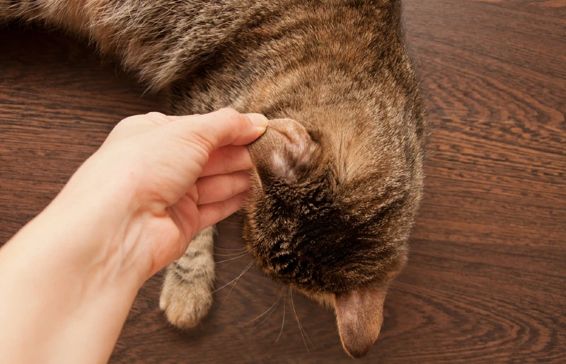 Can Indoor Cats Get Ringworm? Signs & FAQ (Vet Answer)