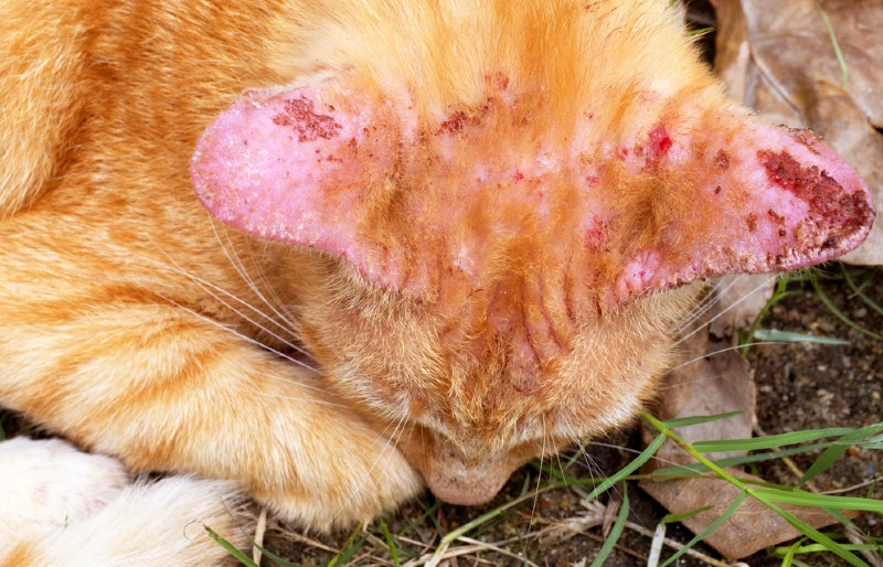 8 Signs of Ringworm in Cats (With Pictures) - Vet Answer
