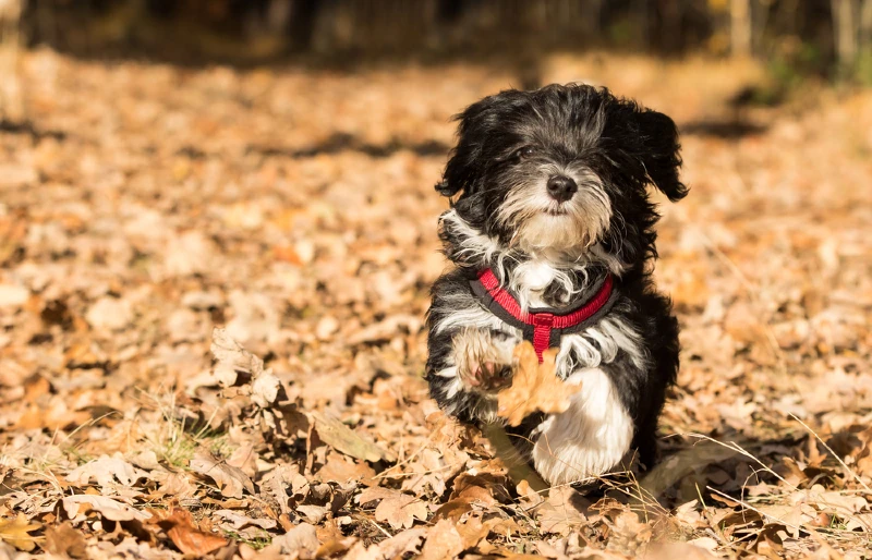 10 Best Puppy Harnesses - Reviews & Guide for 2026