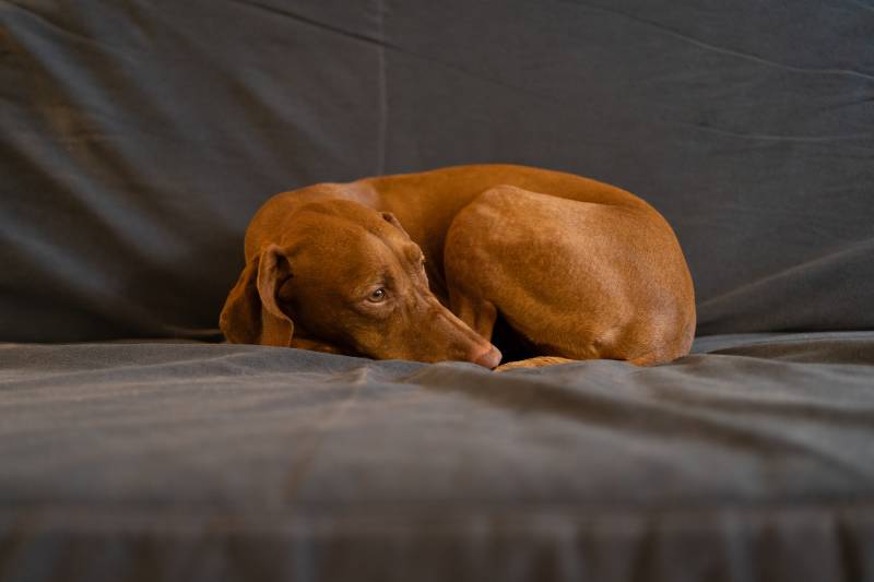 Is My Dog Depressed? Likely Signs and Causes