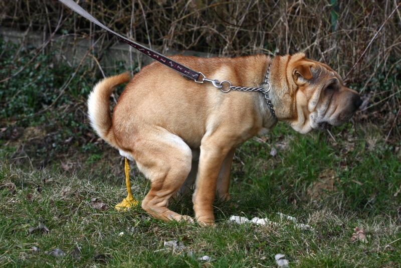 Why Does My Dog Have Diarrhea After Returning From Boarding: 4 Reasons (Vet Answer)