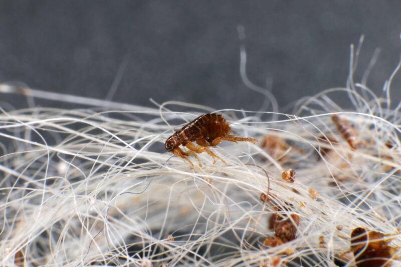 Does Heat Kill Fleas? Vet Approved Facts, Risks & FAQ
