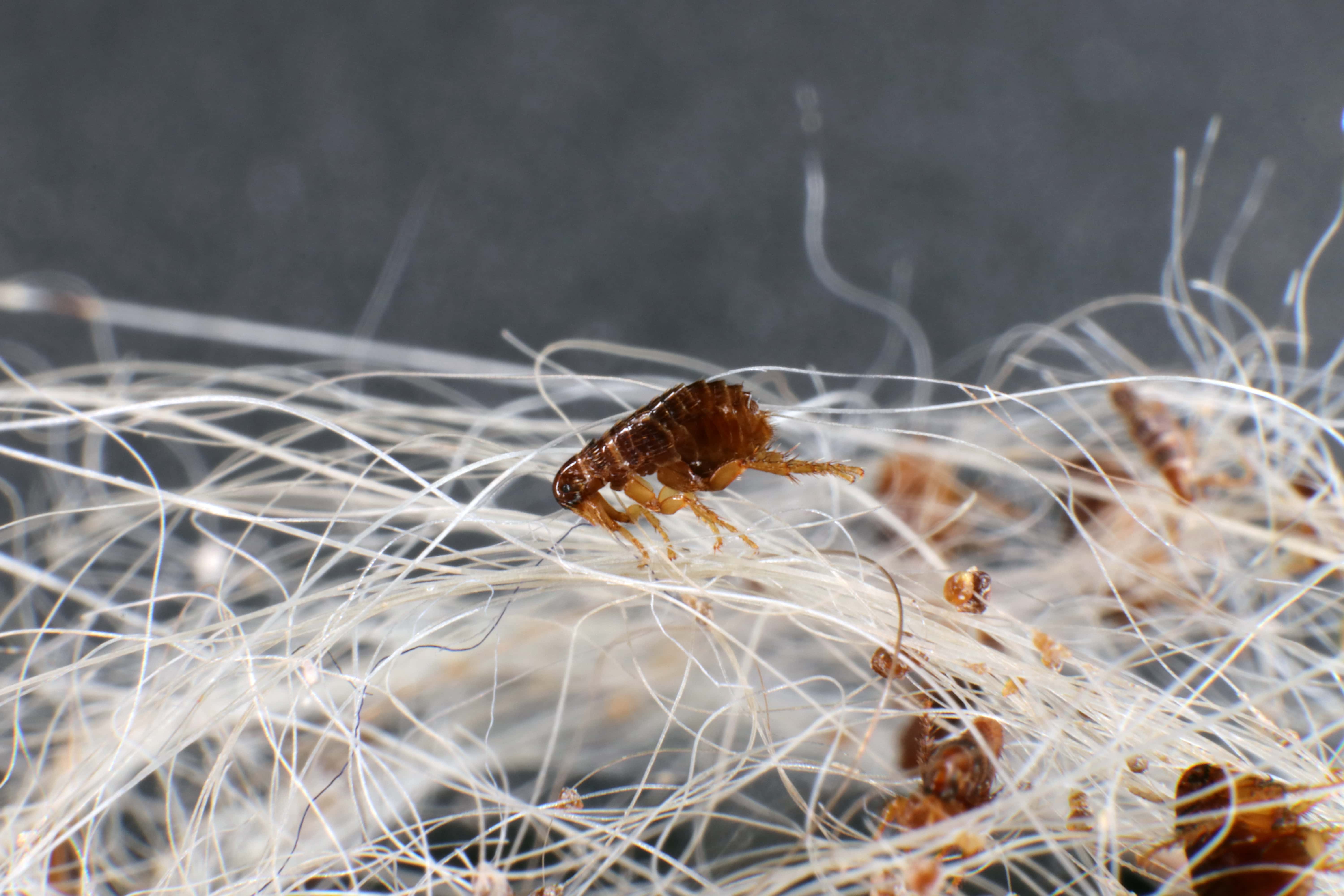 How Many Fleas on a Dog Is Considered an Infestation? Signs & FAQs