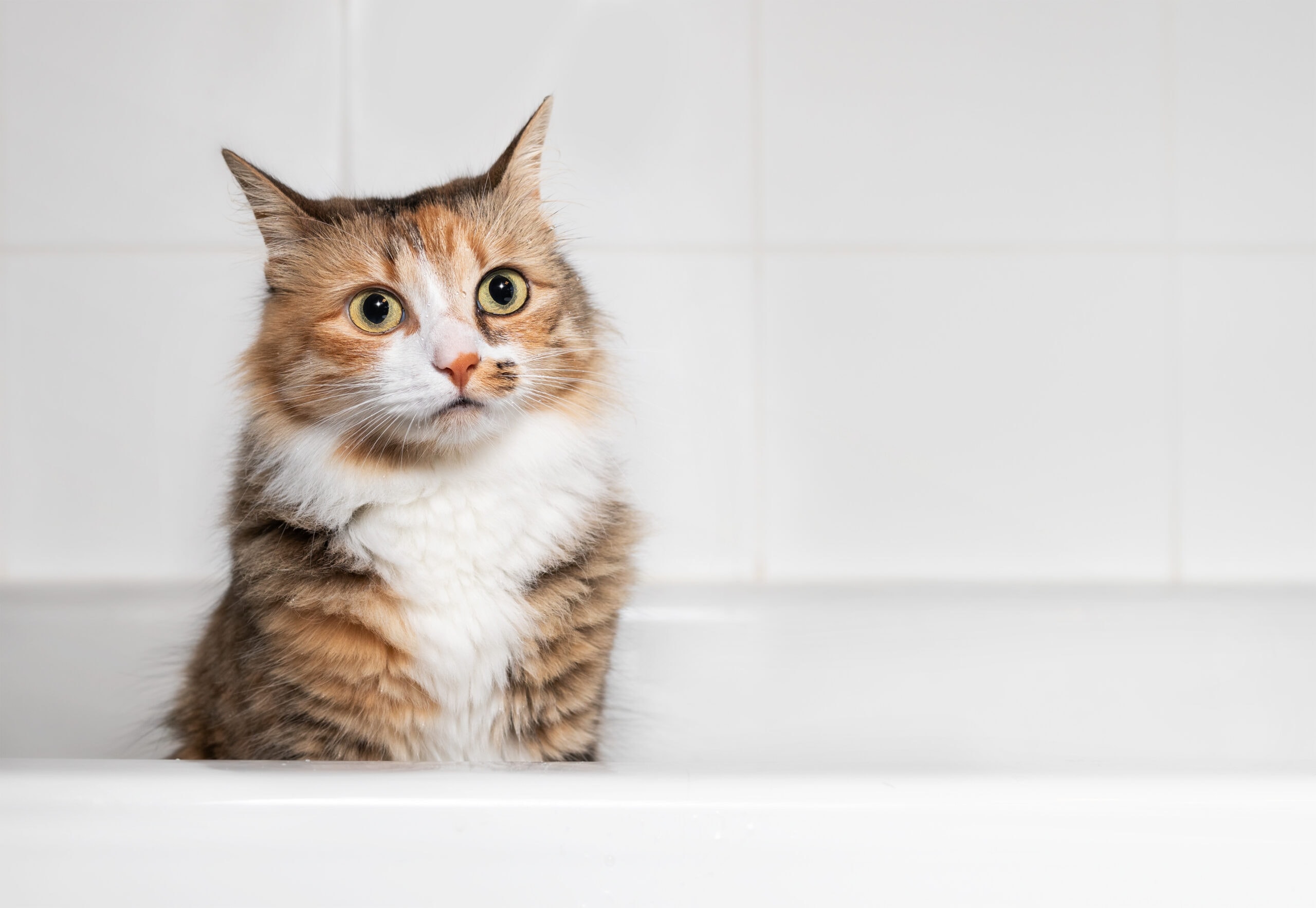 10 Best Cat Conditioners - 2026 Reviews & Top Picks