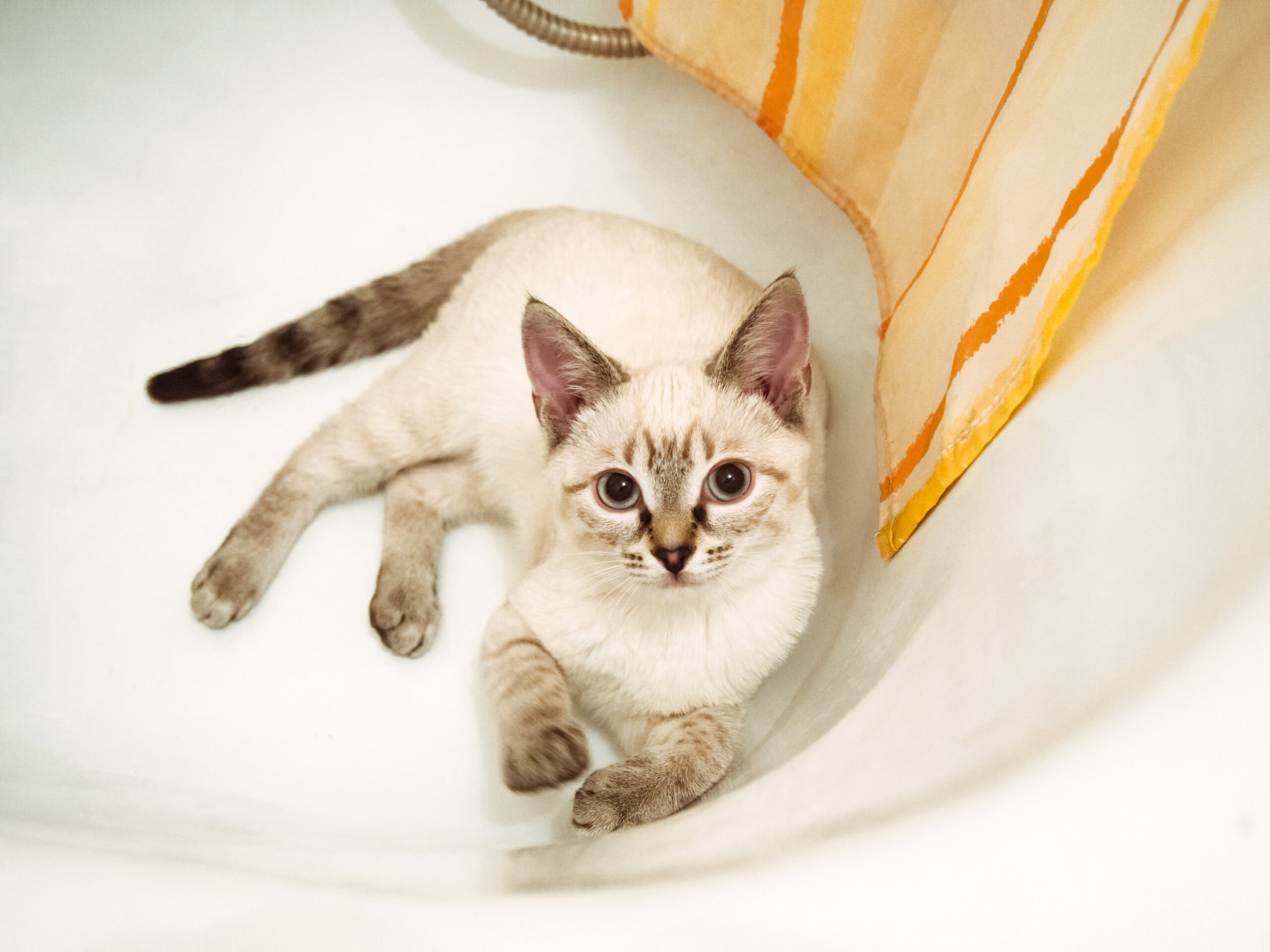 Can You Use Baby Shampoo on Your Cat? Vet-Approved Effectiveness & FAQ