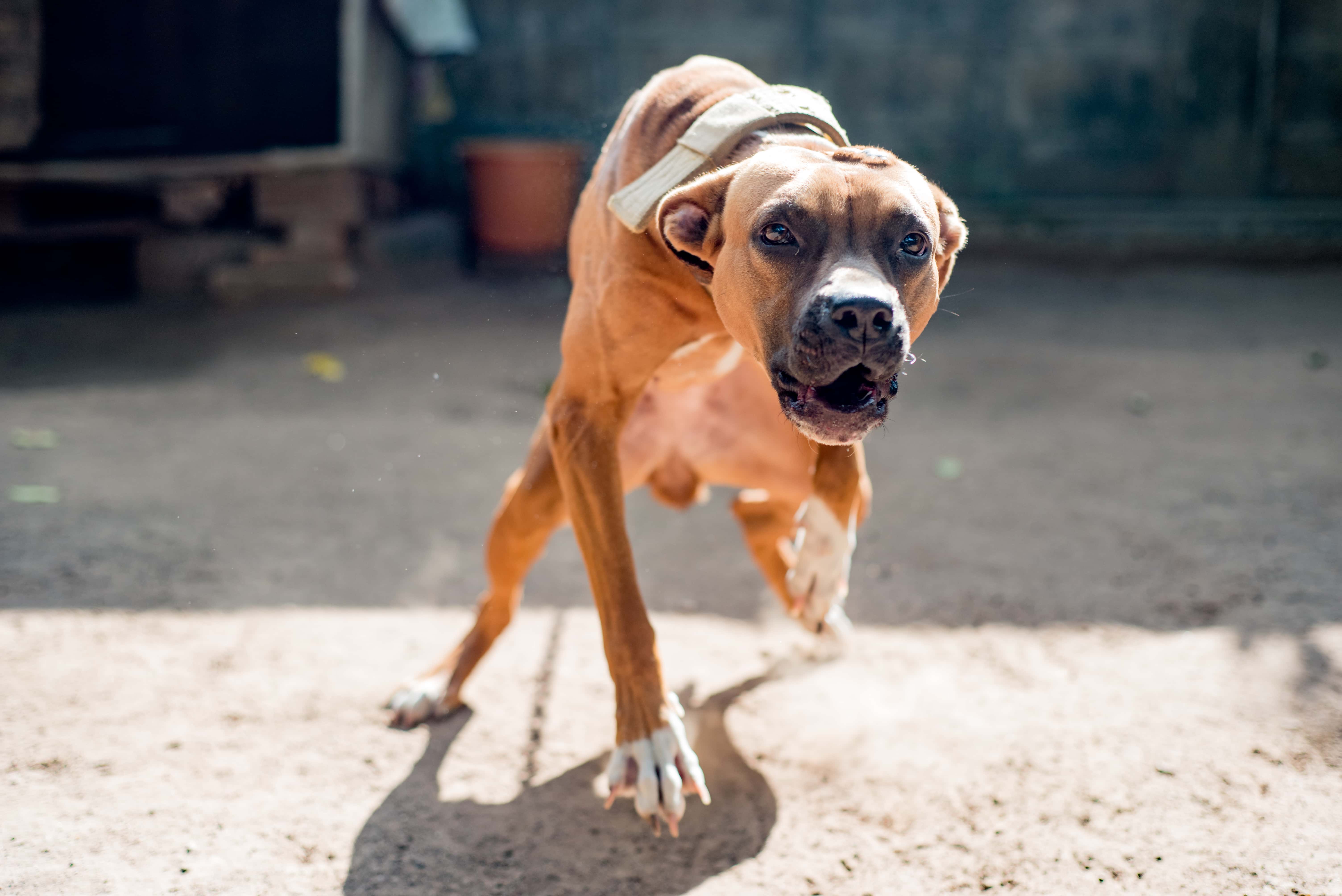 Do Pitbulls Bark a Lot? The Interesting Answer