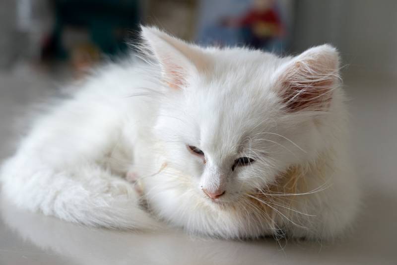 Can Cats Catch Parvo? Vet-Verified Facts & Information