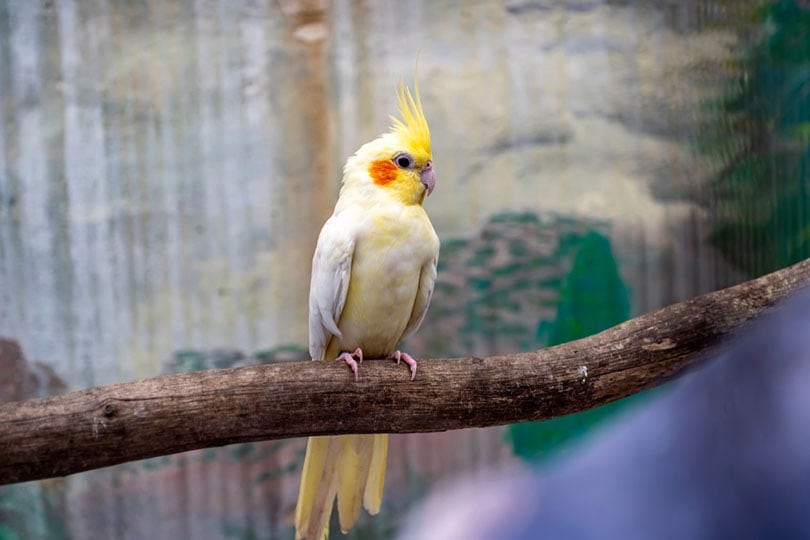 Why Do Cockatiels Puff Up? 6 Likely Reasons