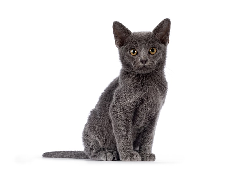 Blue Burmese Cat: Info, Pictures, Origin & History