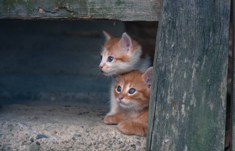 How to Catch a Stray Kitten Safely & Humanely: 10 Vet-Approved Tips