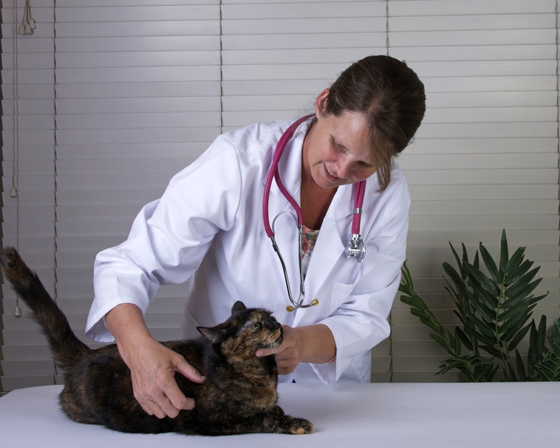 How to Get a Feral Cat to the Vet: 10 Vet Approved Ideas