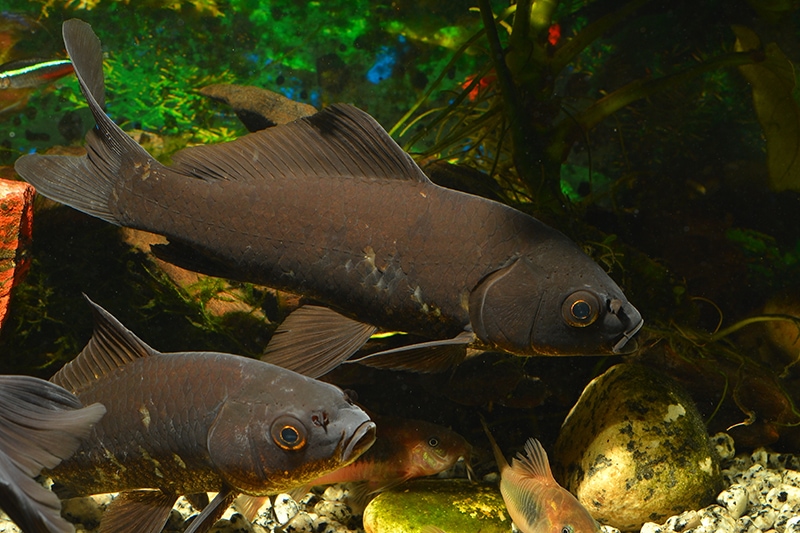 Black Koi Fish: Info, Pictures, Origins & Facts