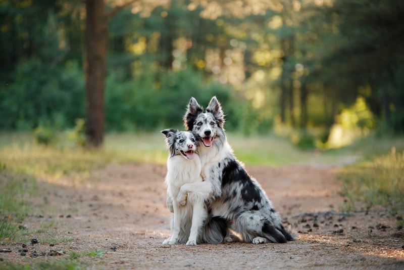 What’s the Best Dog Breeding Age For Males & Females? Vet-Reviewed Facts & FAQs