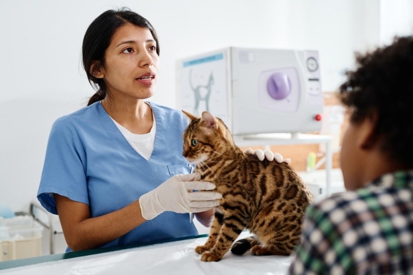 What Heart Rate Is Normal for a Cat? Vet-Reviewed Advice