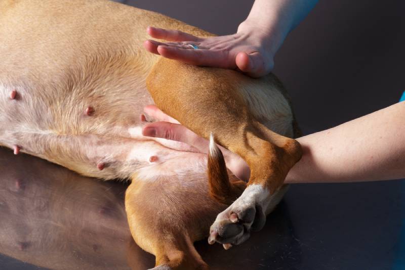How to Massage a Dog with Arthritis - Vet Approved Tips