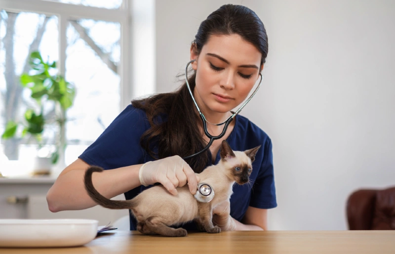 veterinarian checking a siamese cat at the clinic