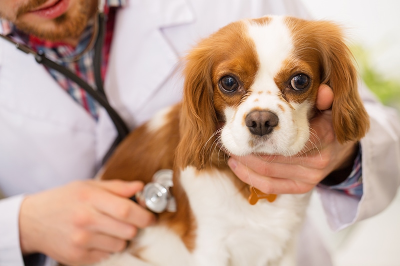 Syringomyelia in a Cavalier King Charles Spaniel: Our Vet Explains