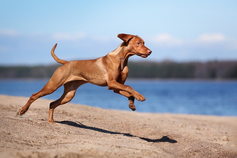 Are Vizslas Typically Aggressive? Facts & FAQ