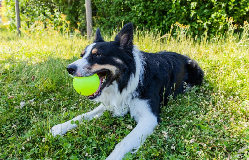 My Dog Swallowed a Tennis Ball: Our Vet Explains What to Do
